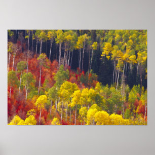 Färgglada asp i Logan Canyon Utah på Poster