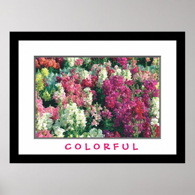 Färgglada blommor poster (Framsidan)
