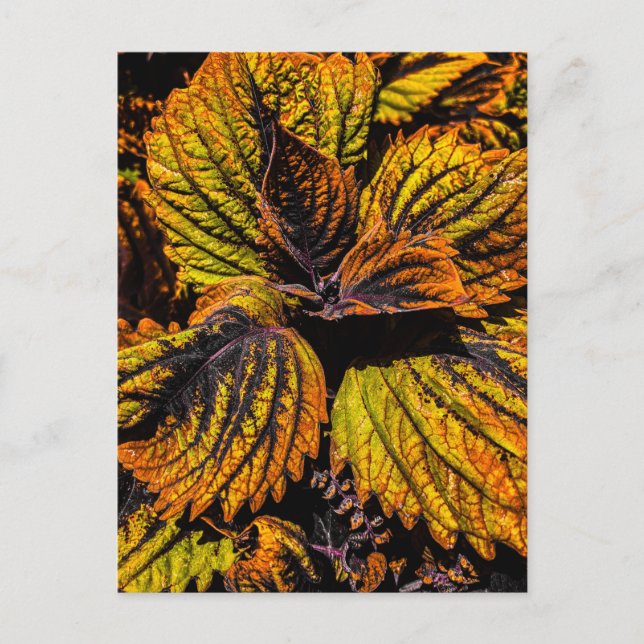 Färgglada Coleusblad Gula Gröna och Purpur Vykort (Framsida)