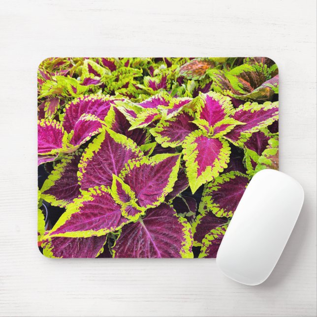 Färgglada Coleusblad Musmatta (Med mus)