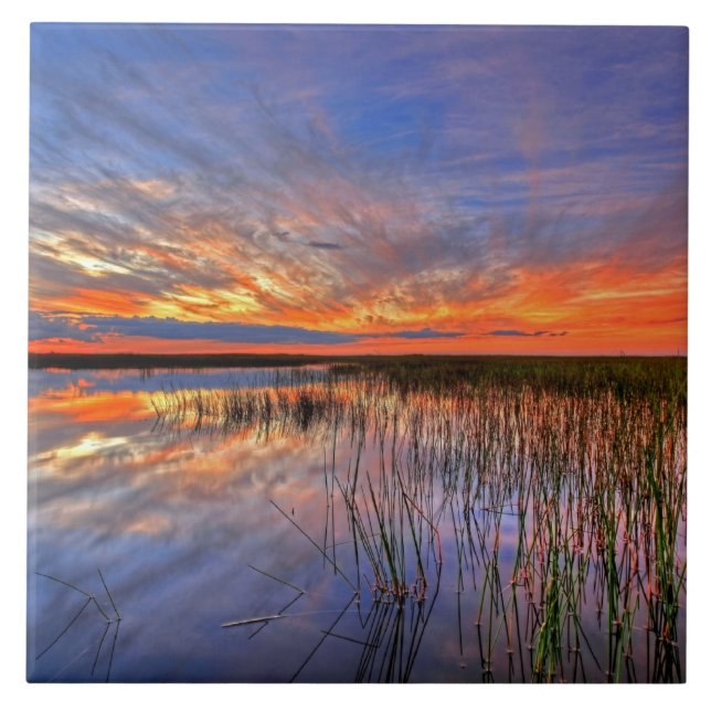Färgglada Everglades, Florida, Kakelplatta (Framsidan)