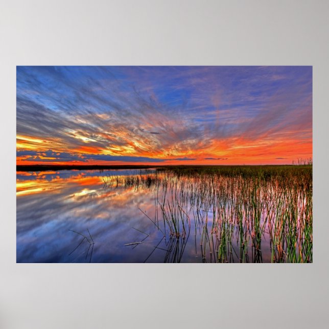 Färgglada Everglades, Florida, Poster (Framsidan)