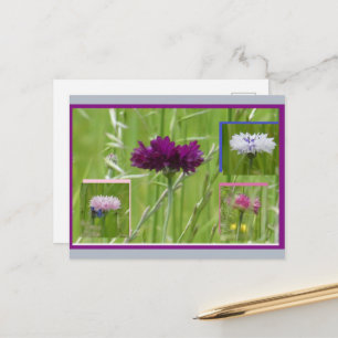 Färgglada Kornblommor Collage DIY vykort