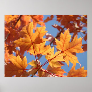 Färgglada ljusa höstlöv Blå himmel konst Poster