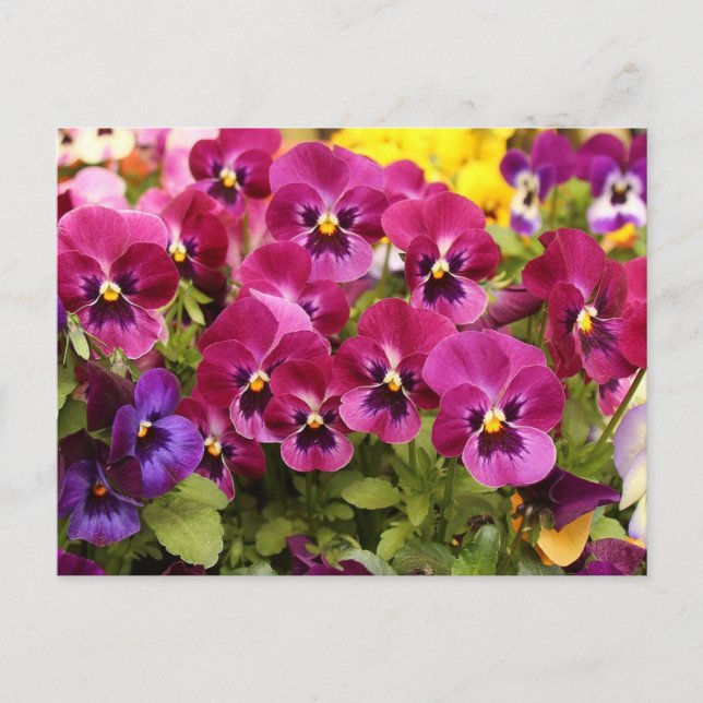 Färgglada penséblommor i trädgården  vykort (Framsida)
