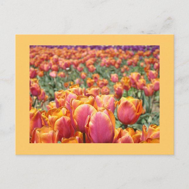 Färgglada Tulpan Blomma vykort Tulpaner anpassade (Framsida)