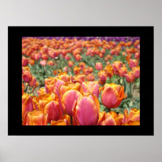 Färgglada Tulpan Blommor konsttryck Tulpaner Blomm Poster