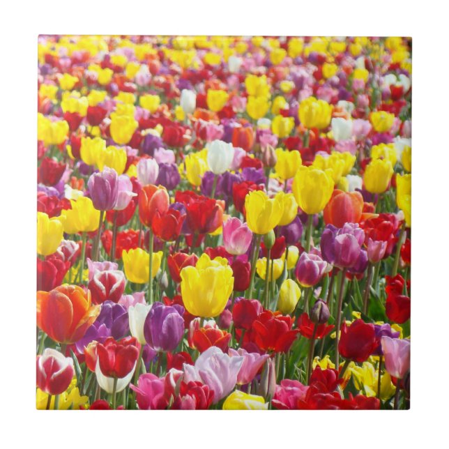 Färgglada vår tulpan blommor kakel konst gåvor (Framsidan)