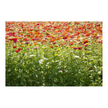 Färgglada vårblommor
