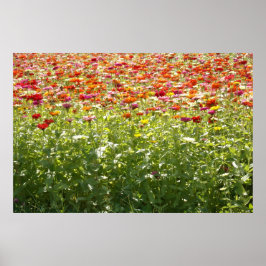 Färgglada vårblommor poster