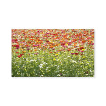 Färgglada vårblommor