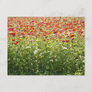 Färgglada vårblommor vykort
