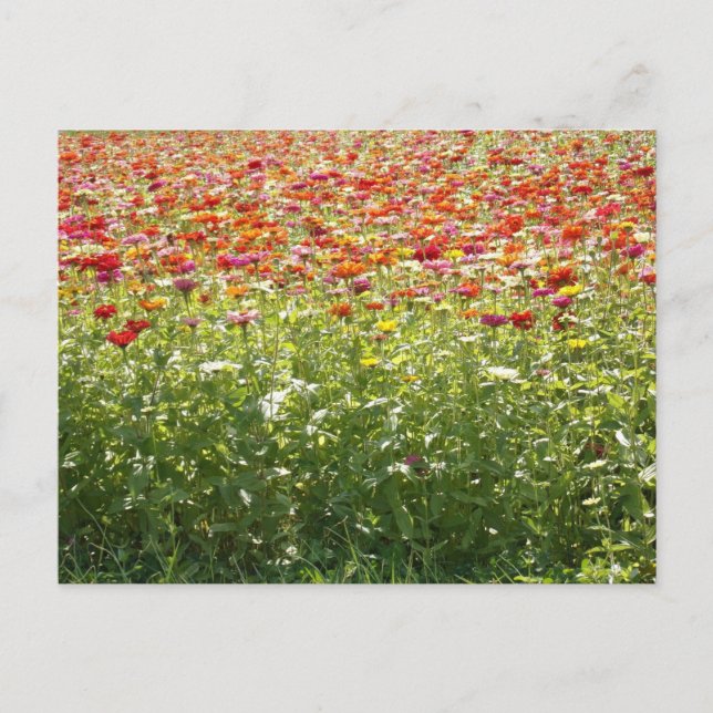 Färgglada vårblommor vykort (Framsida)