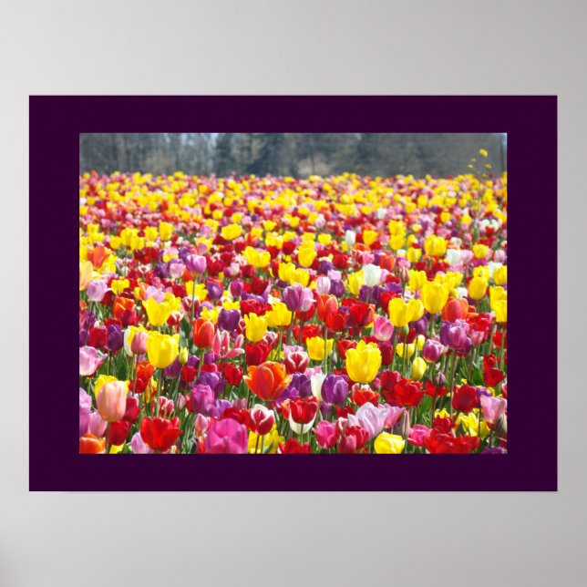 Färgglilla Tulpan Blommor Trädgårdsfestival Konstt Poster (Framsidan)
