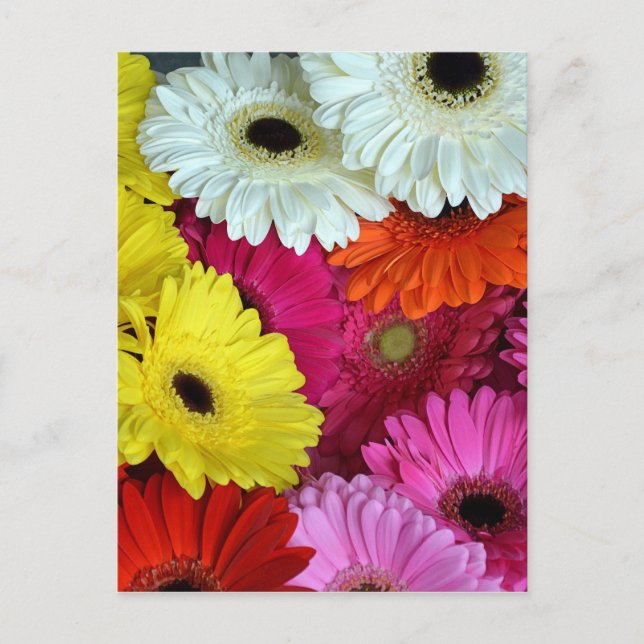 Färggräddblommor Vykort (Framsida)