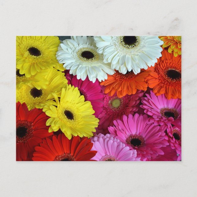Färggräddblommor Vykort (Framsida)