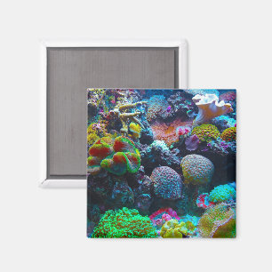 Färgkorall Magnet