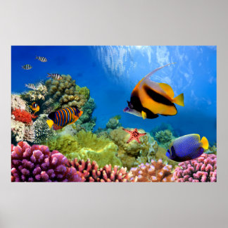 Färgkorall och tropisk fisk poster