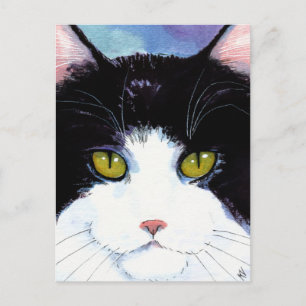 Färgkort för katt, svart och vit tuxedo Maine Coon Vykort
