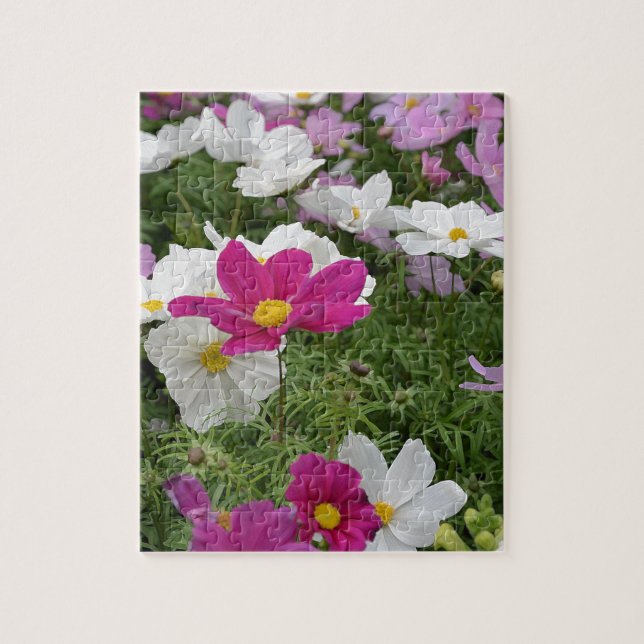 Färgkosmos, blomsterträdgård pussel (Vertikal)