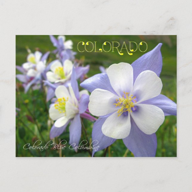 Färgläge: Rocky Mountain Columbine Vykort (Framsida)