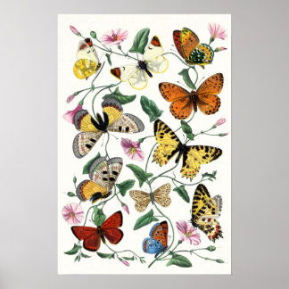 Färglös fjärilskiss poster