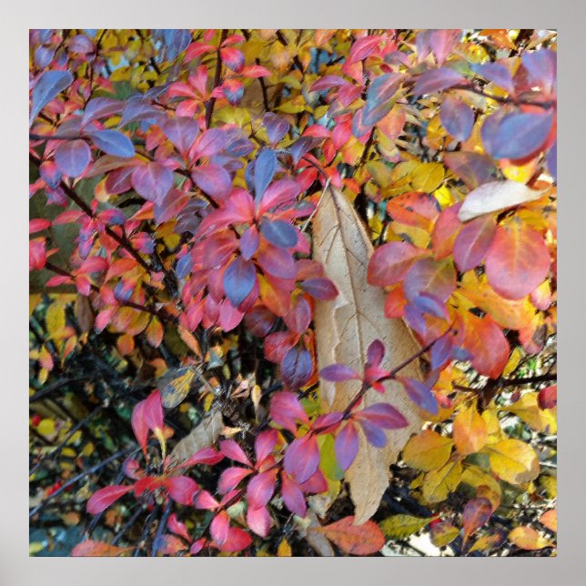 färglös höst poster (Framsidan)