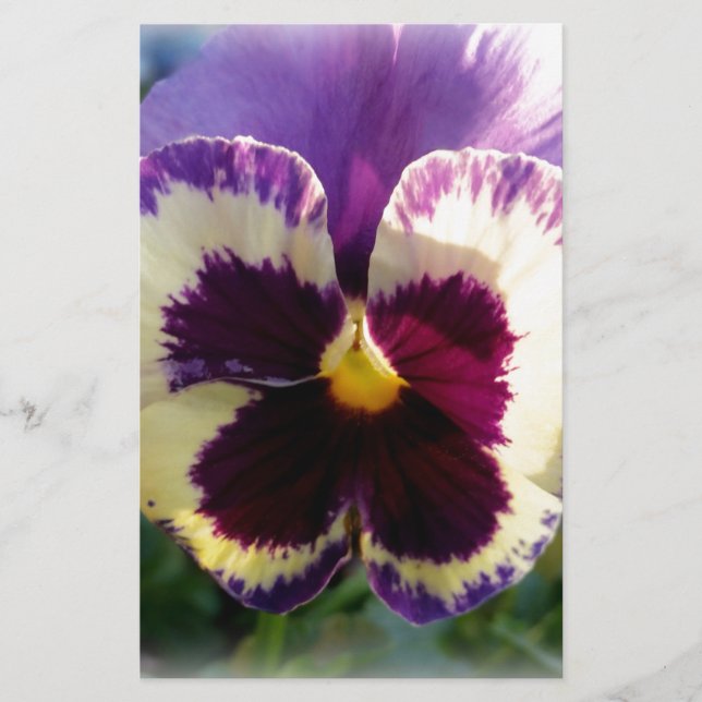 färglös vår Pansy (Framsida)