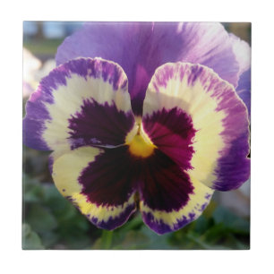 färglös vår Pansy Kakelplatta