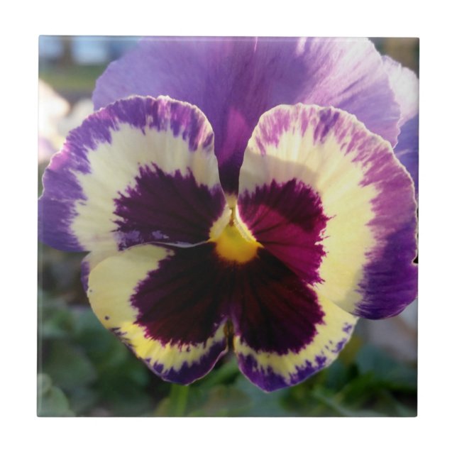 färglös vår Pansy Kakelplatta (Framsidan)