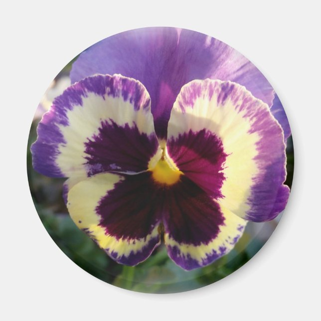 färglös vår Pansy Magnet (Framsidan)
