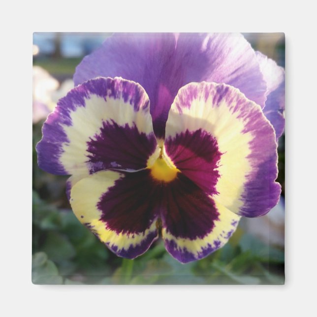 färglös vår Pansy Magnet (Framsidan)