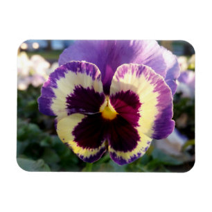 färglös vår Pansy Magnet