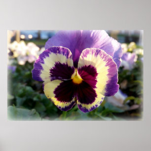 färglös vår Pansy Poster