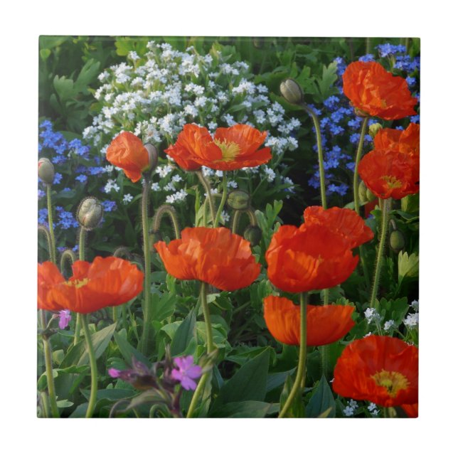 Färglöst blombed med röda vallmo kakelplatta (Framsidan)