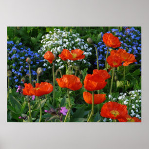Färglöst blombed med röda vallmo poster