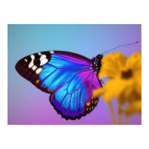 Färglöst fjäril poster