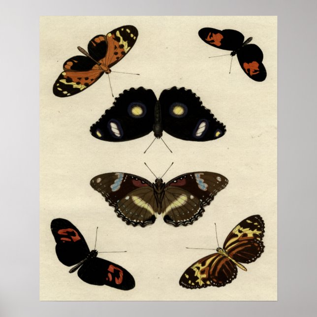 Färglöst fjärilsmussel på Cream-bakgrunden Poster (Framsidan)