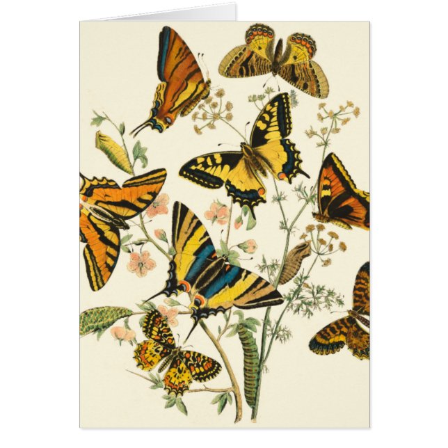 Färglöst isbildning av fjärilar och vattenpelare hälsningskort (Framsidan)