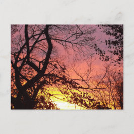 Färglöst solnedgång genom Bare Träd Vykort