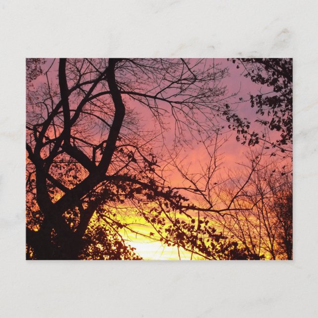 Färglöst solnedgång genom Bare Träd Vykort (Framsida)