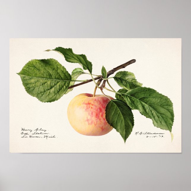 Färgmålning av frukt (Malus Domestica) Poster (Framsidan)