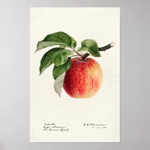 Färgmålning av frukt (Malus Domestica) Poster