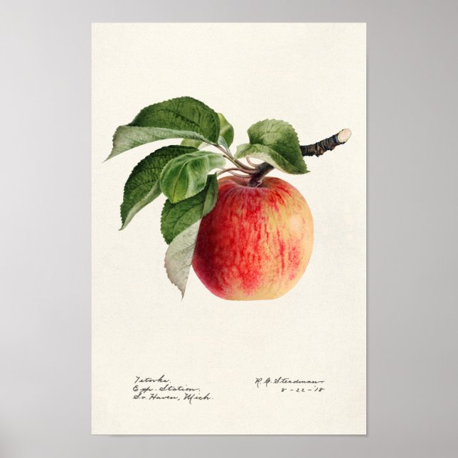 Färgmålning av frukt (Malus Domestica) Poster (Framsidan)