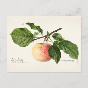 Färgmålning av frukt (Malus Domestica) Vykort
