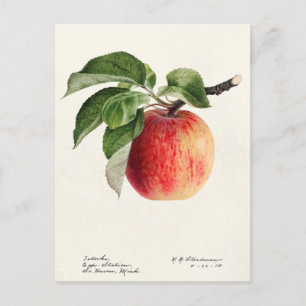Färgmålning av frukt (Malus Domestica) Vykort
