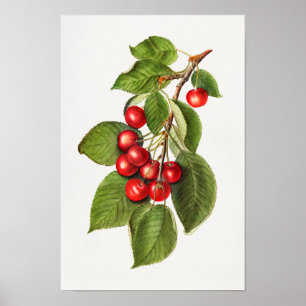 Färgmålning för frukt, bär, rödkörsbär poster