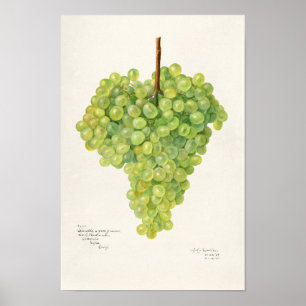 Färgmålning för frukt, Grönt, druvor Poster