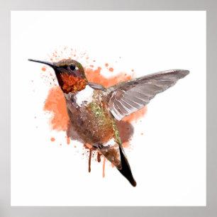Färgmålning för Hummingbird Watercolor Poster