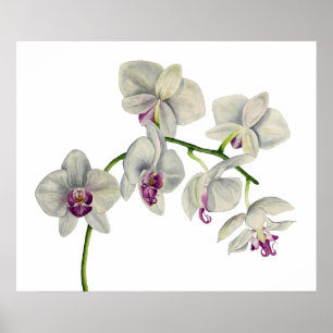 Färgmålning för orchid Watercolor Poster